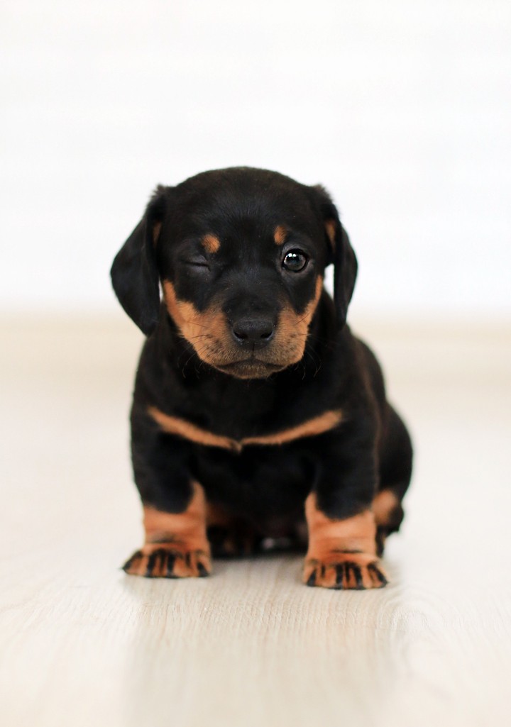beautiful puppy