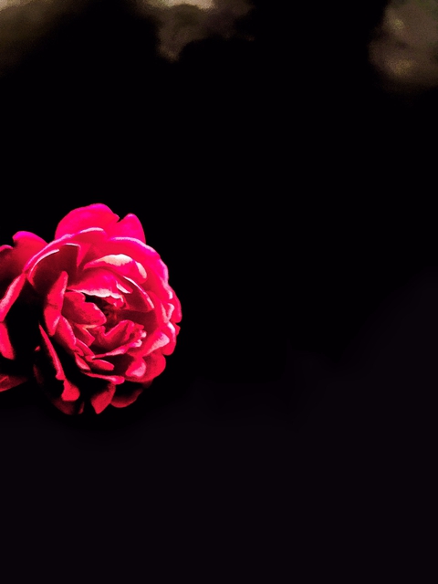 gulab flowers