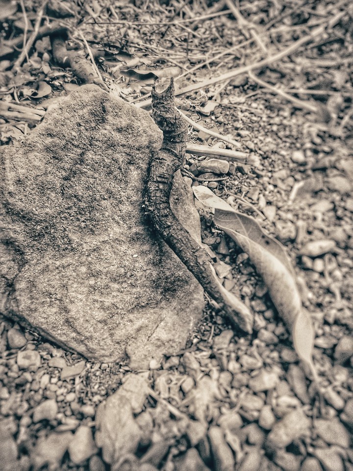 Resting Wood