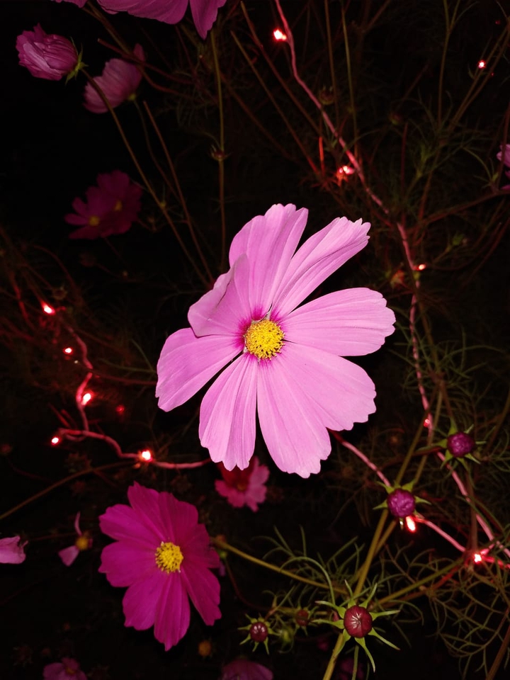 beauty_flowers
