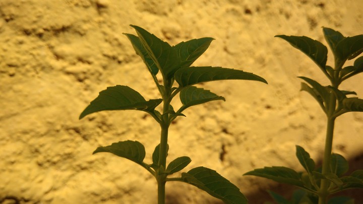 planta