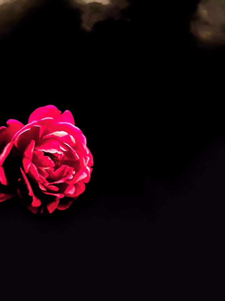 gulab flowers