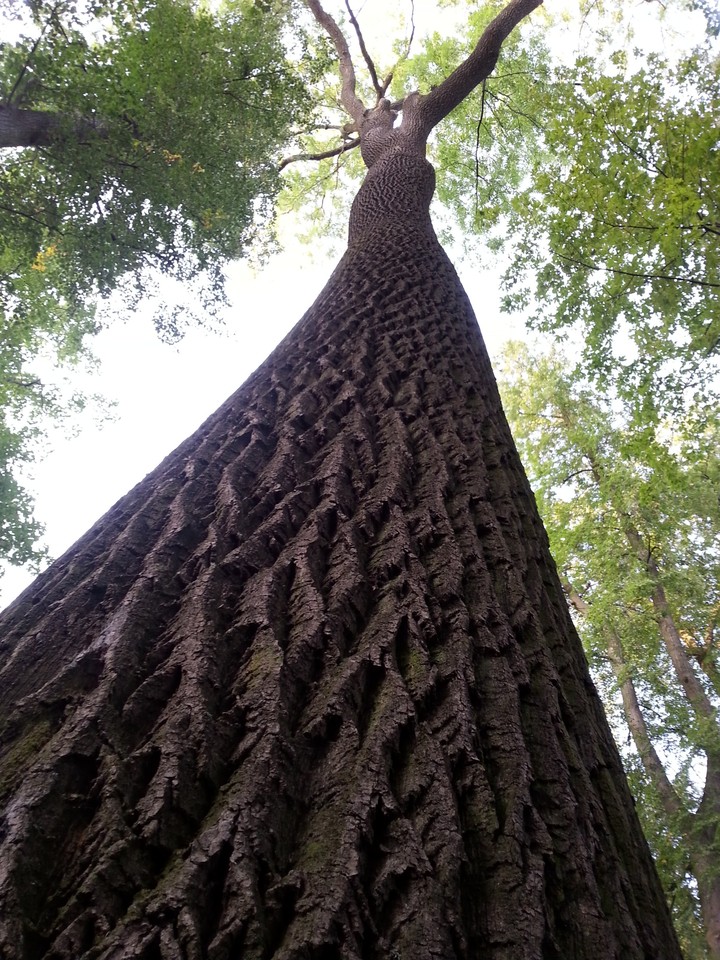 big tree