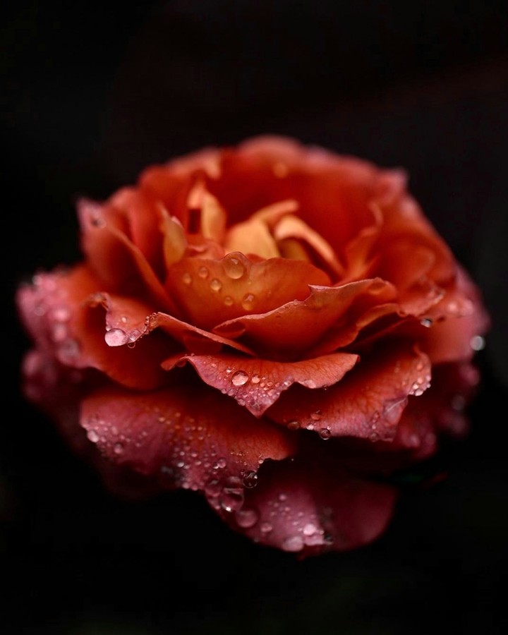 Roses