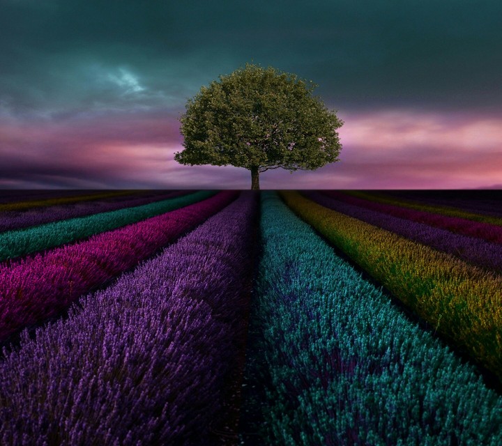 rainbow field