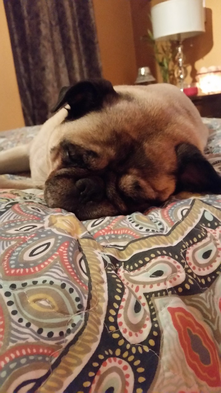Lazy pug