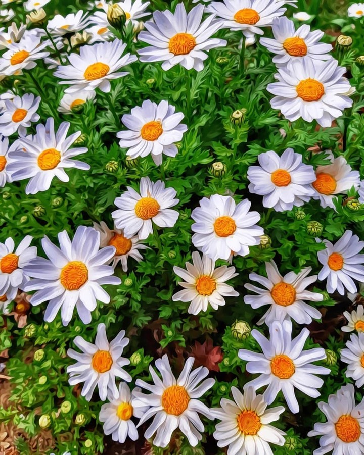 marguerite