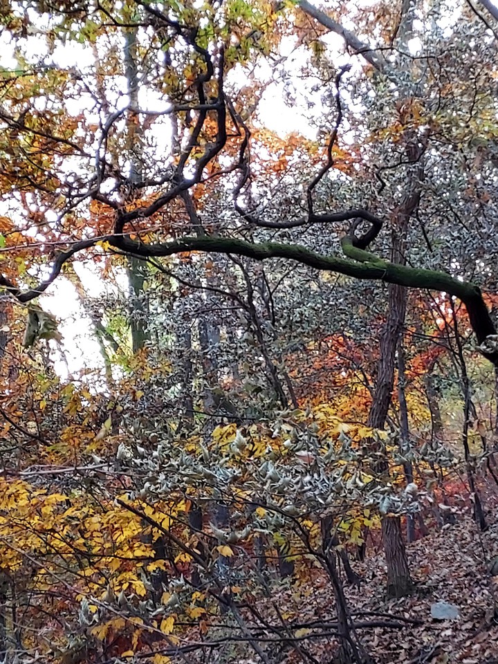 Autumn