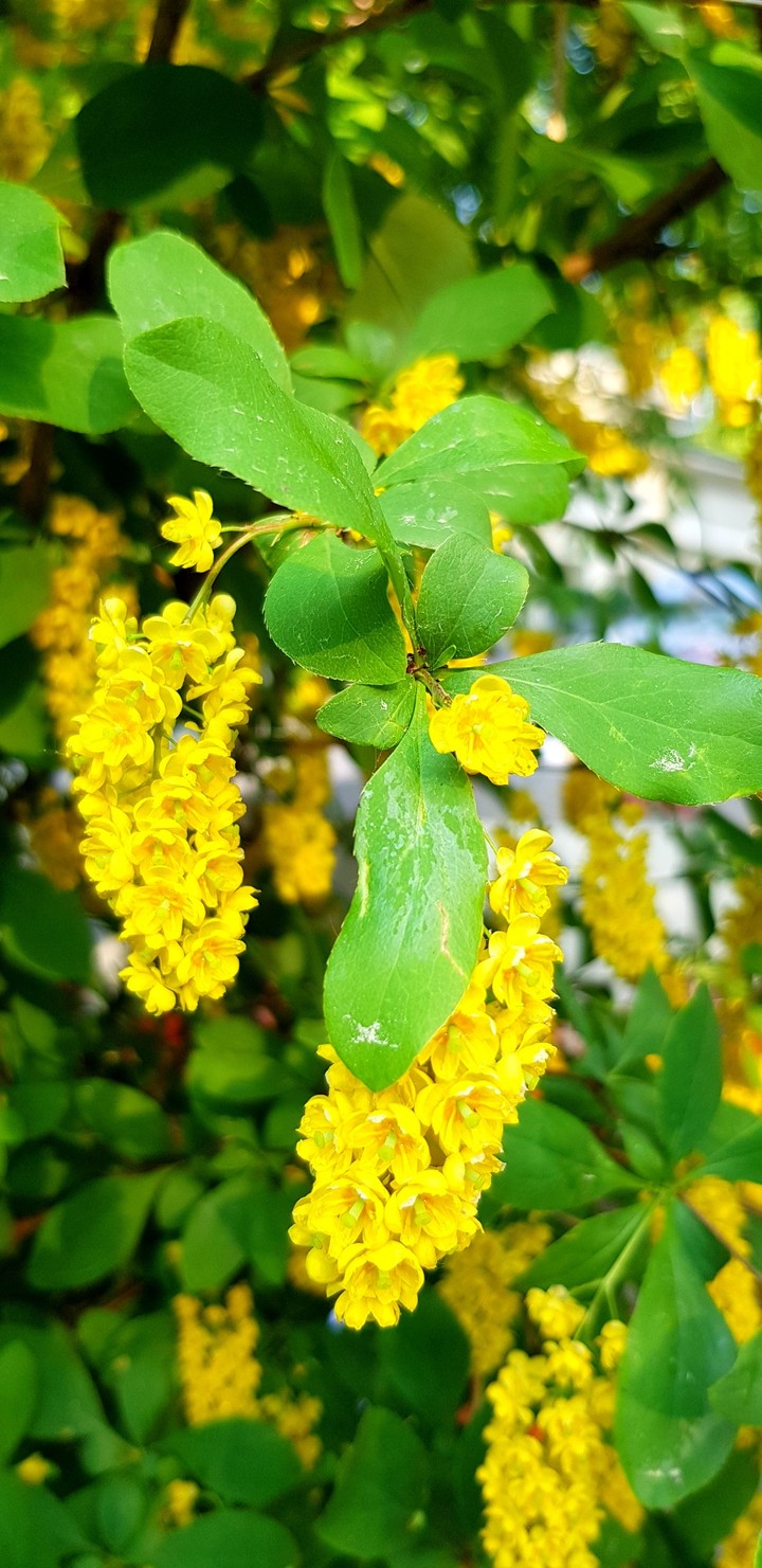 spring flowers