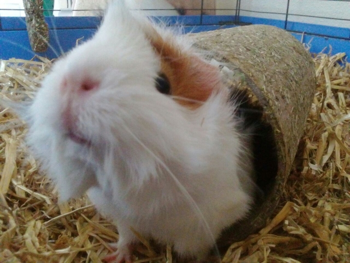 Guinea pig