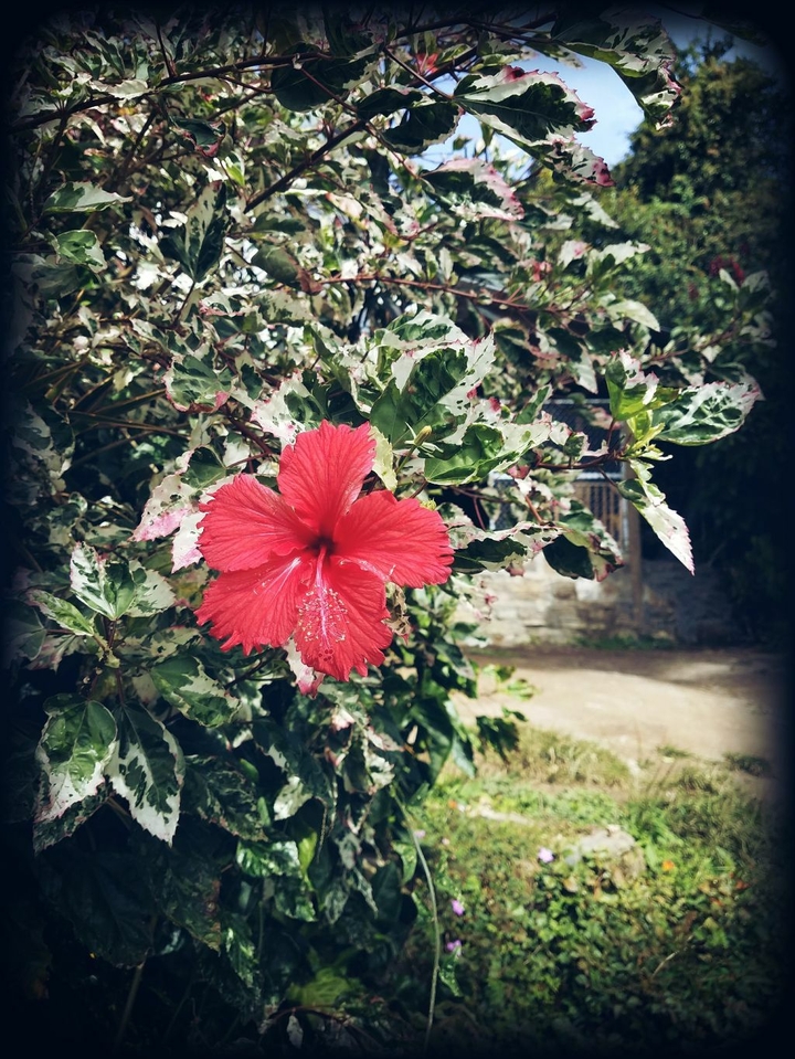 Pink Flower
