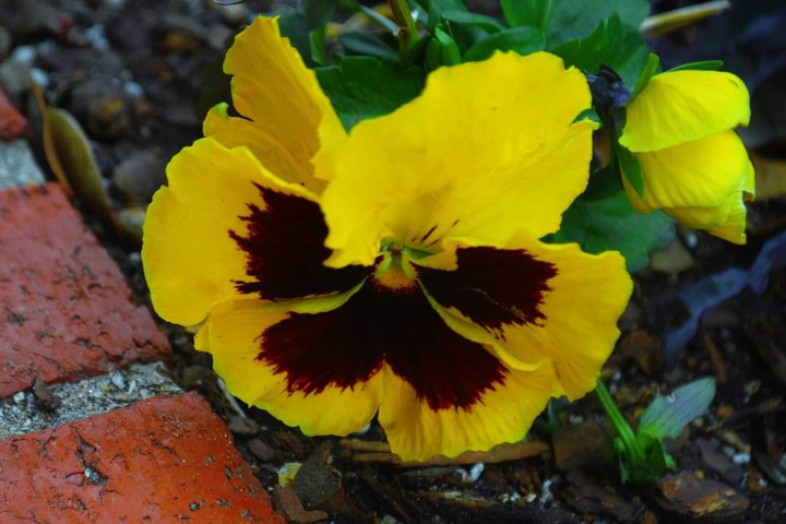 flower