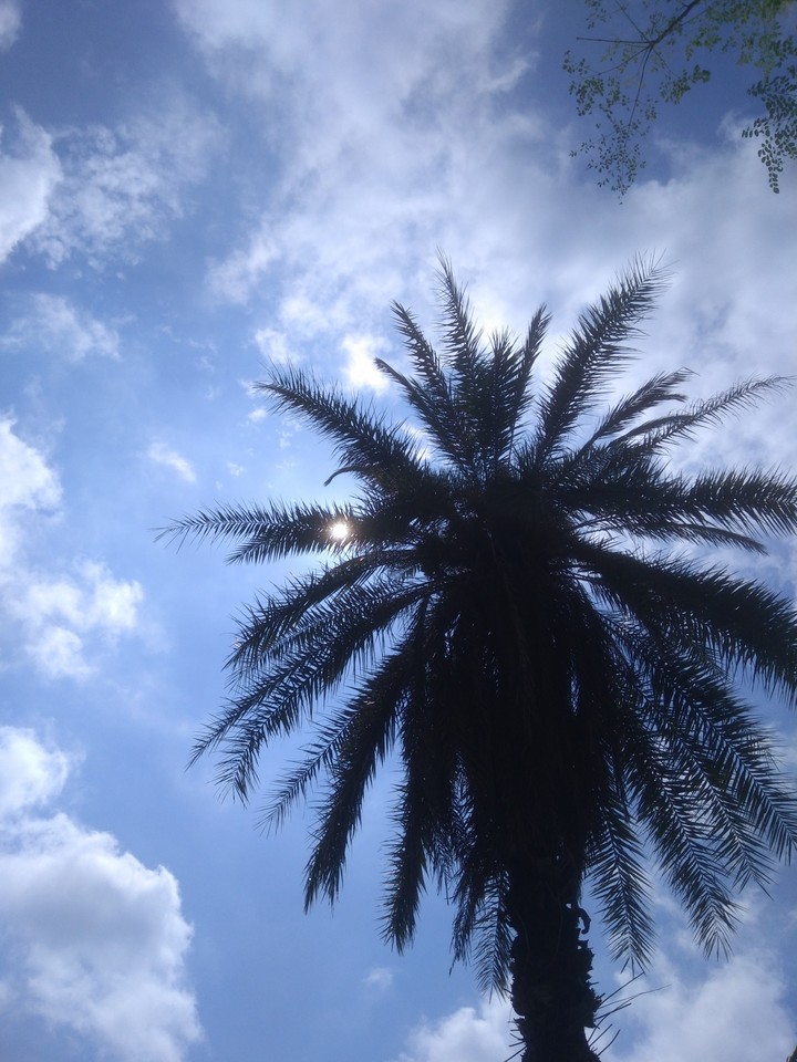 up to the sky