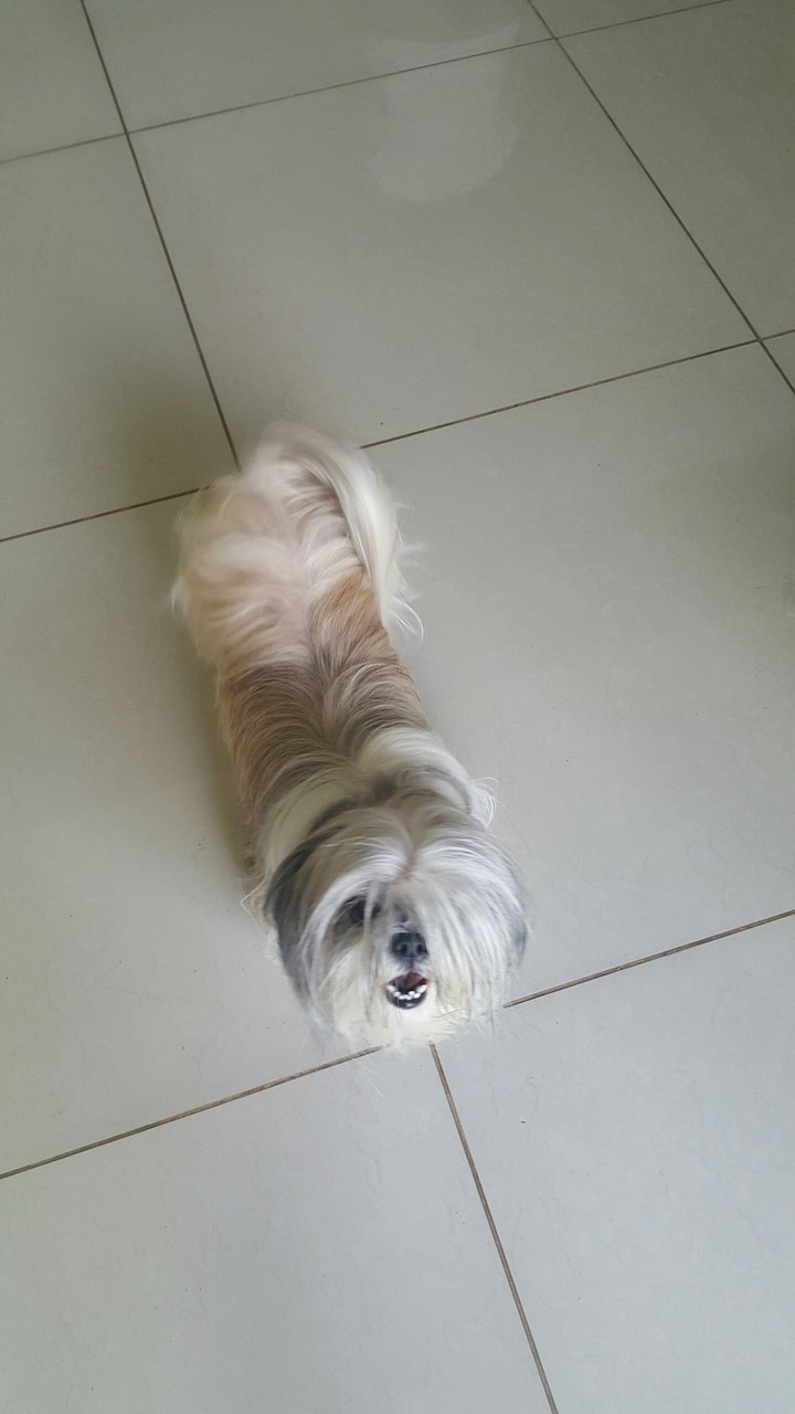 perrita