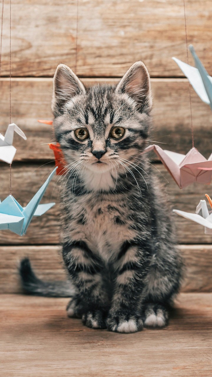 Cute Cat Hd
