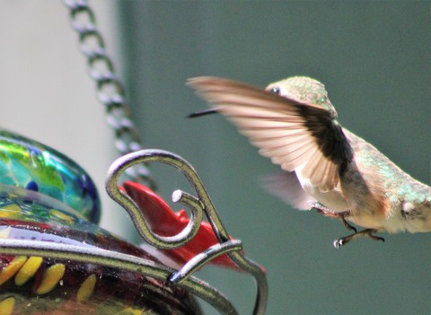 Hummingbird landing