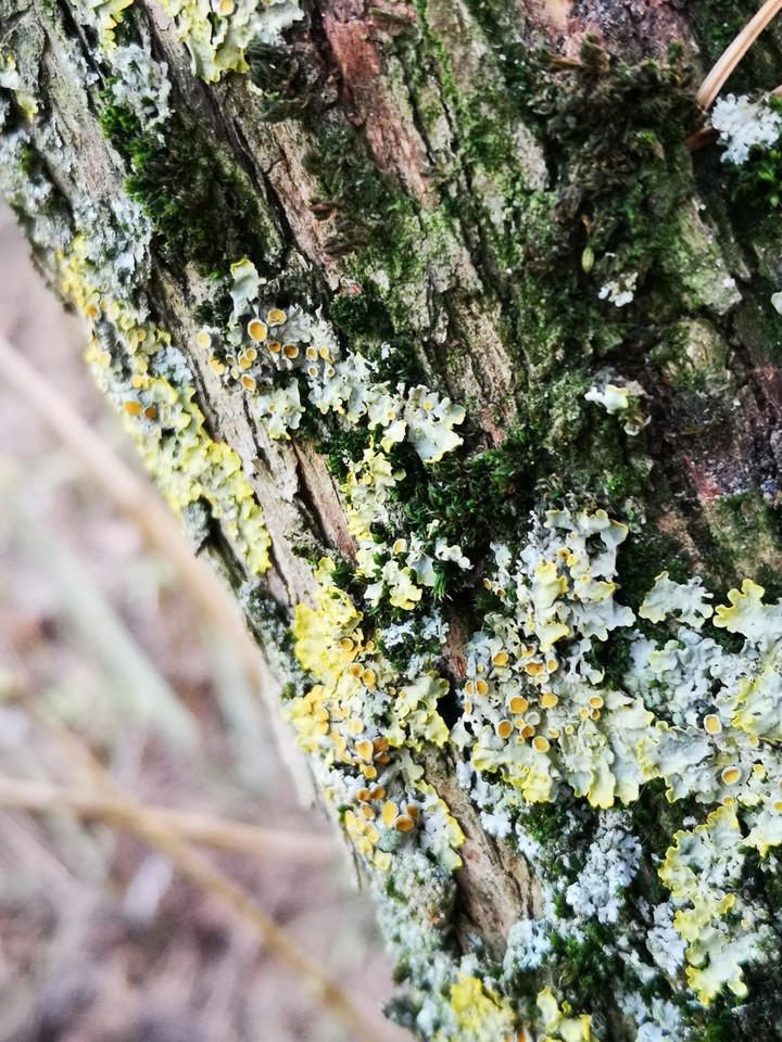 Flechten und Moos an Holunderstamm