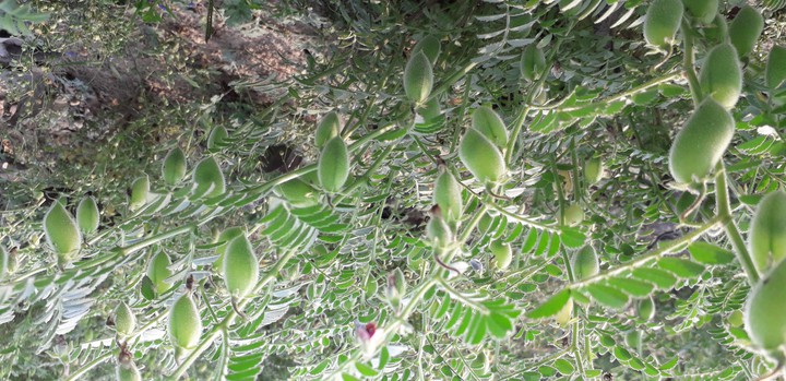 Gram plant