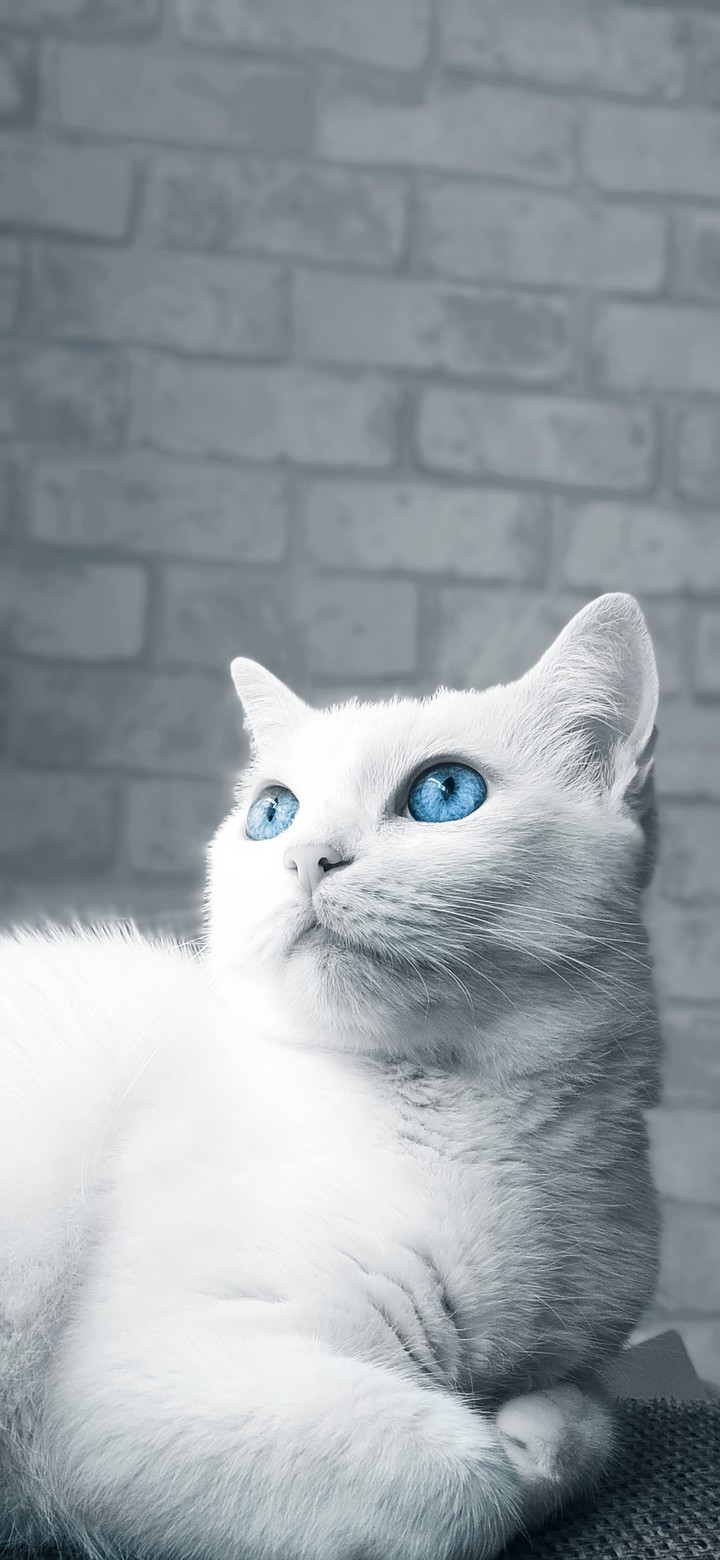 Van Cat blue eyes