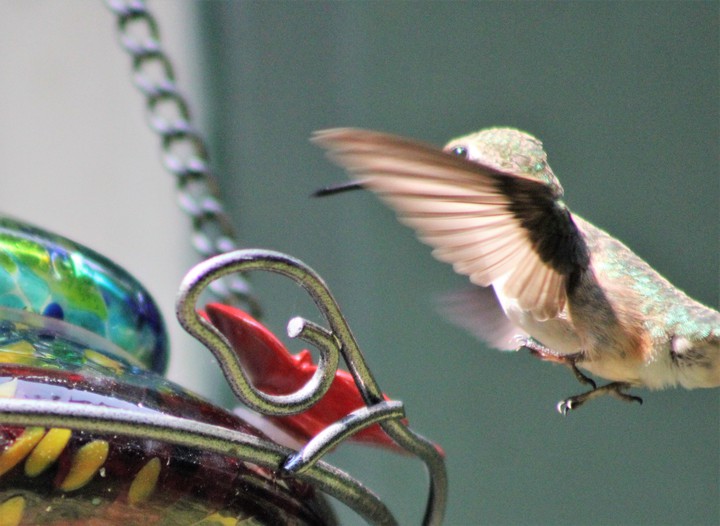 Hummingbird landing