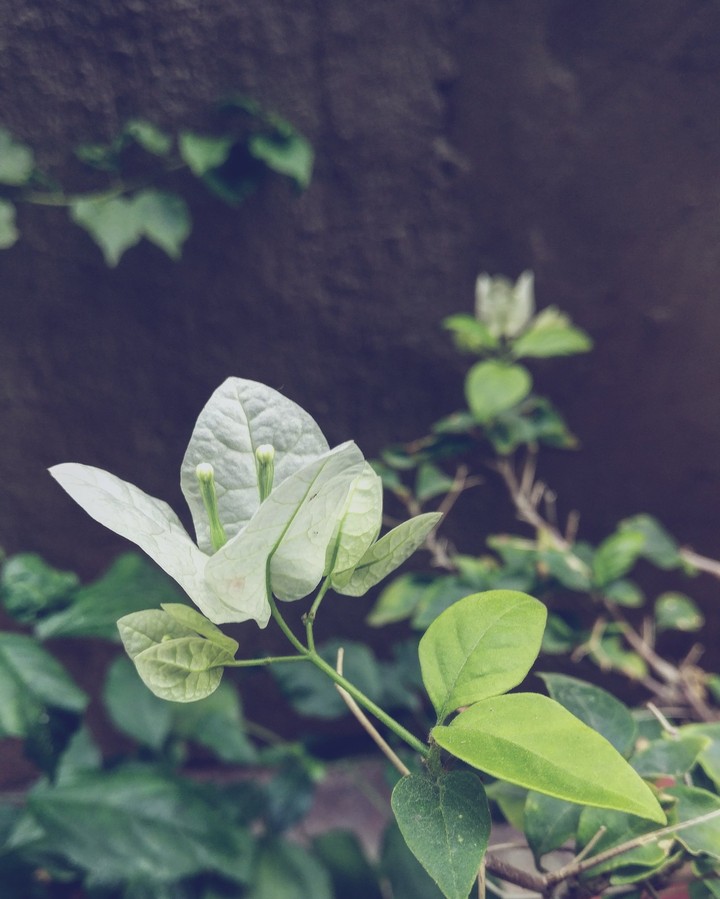 leaf