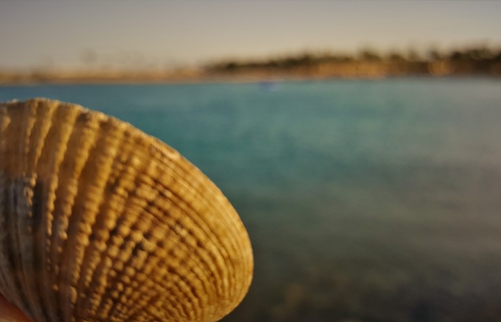 the seashell infront of the sea