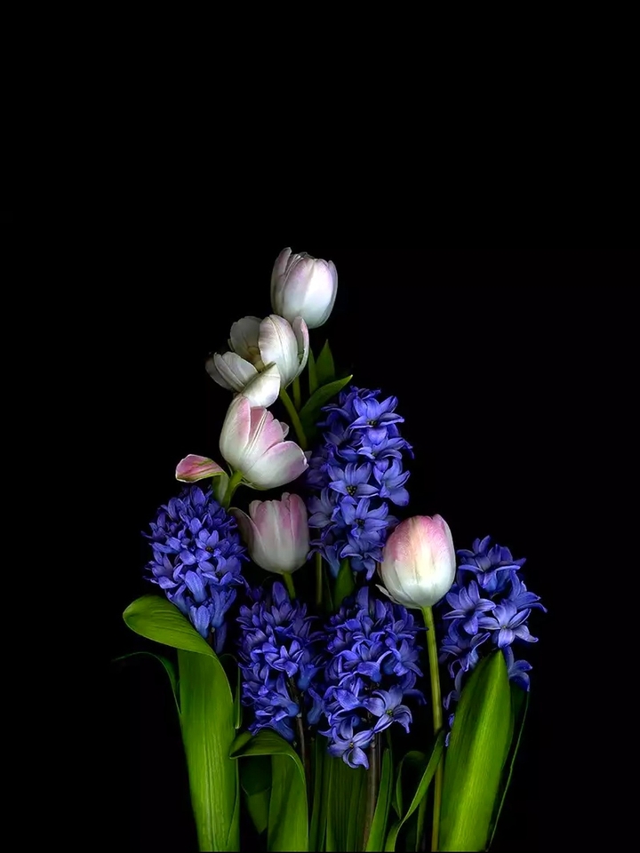 tulip
