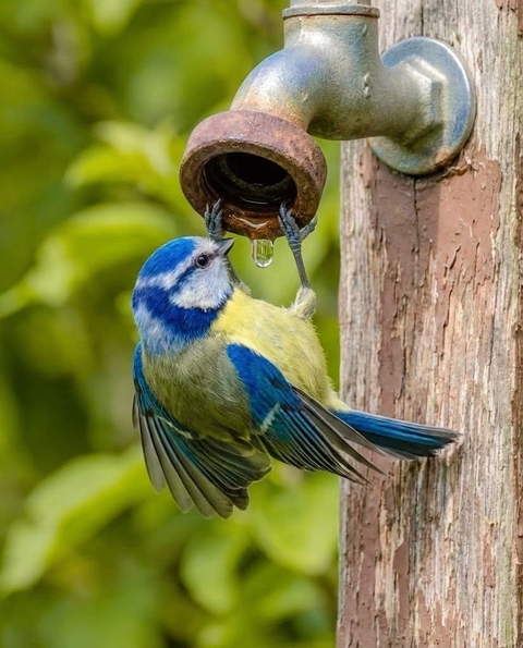 Tit, bird duvar kağıtları