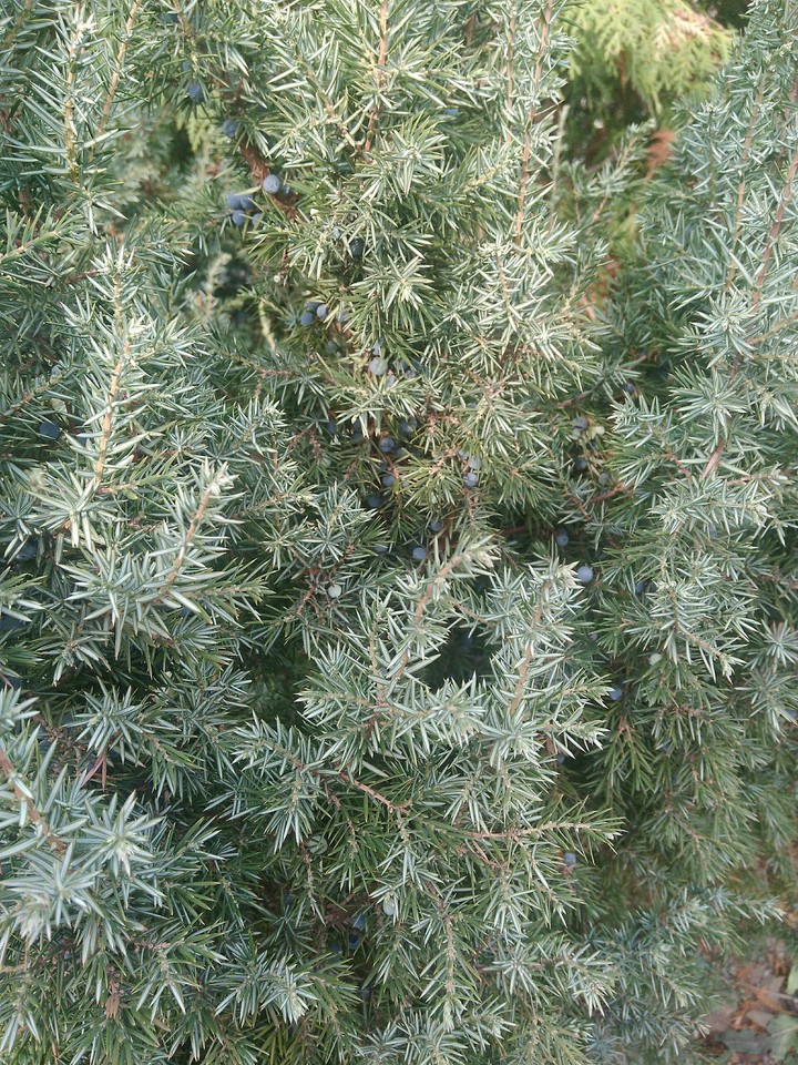 juniper