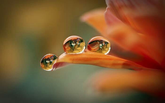 the sweetest dew from Heaven.