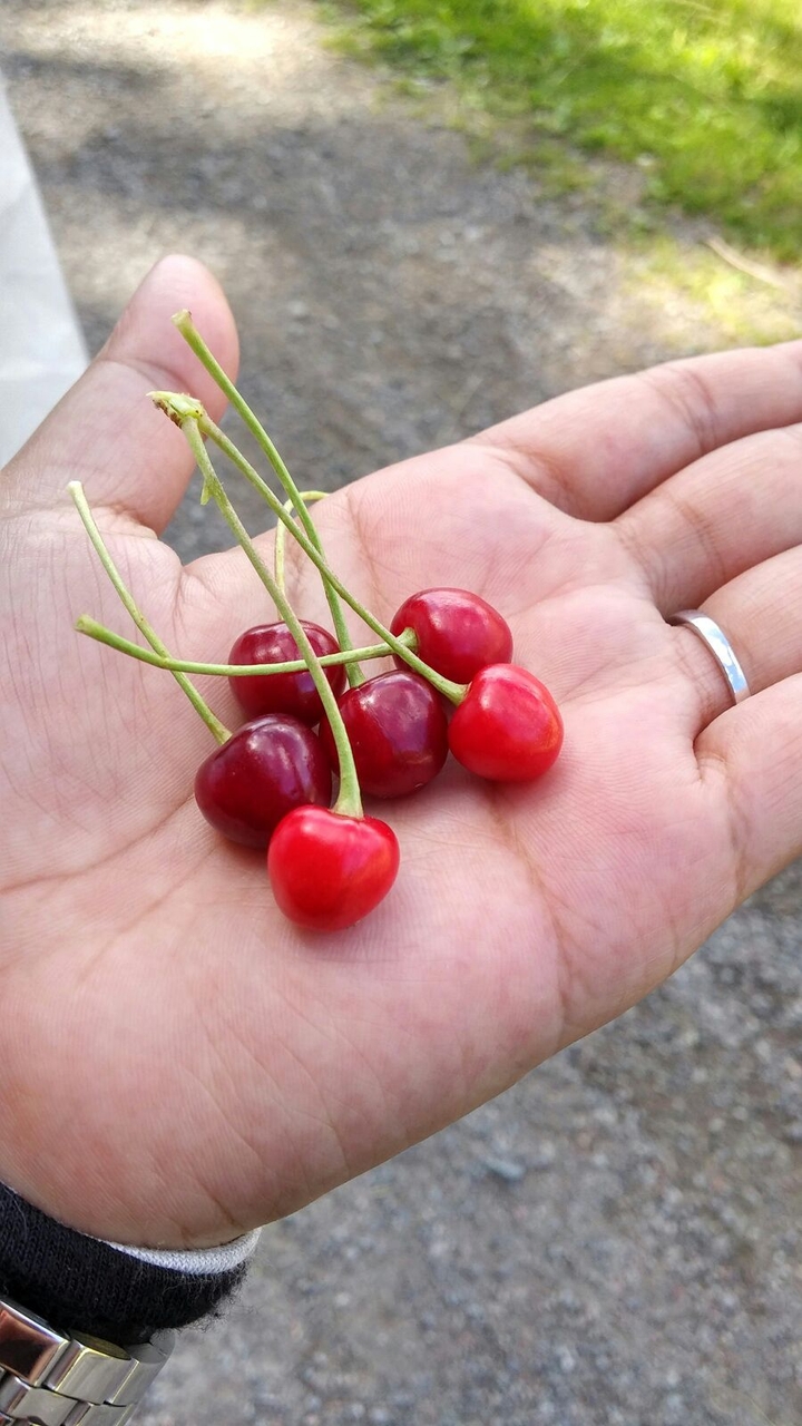 cherry