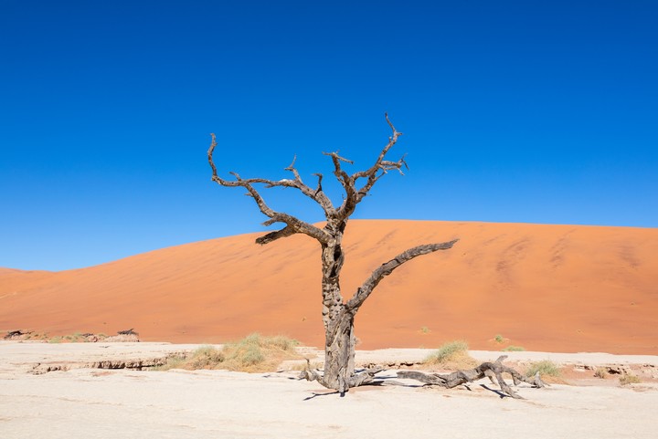 Vachellia erioloba morta em Dead Vlei, Sossusvlei, Namíbia.