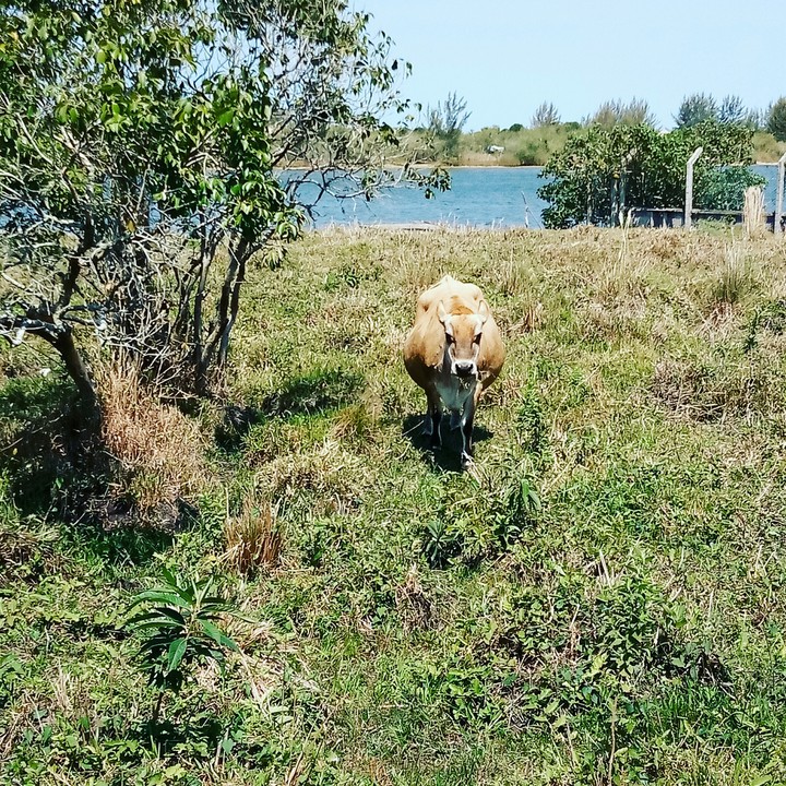 Guarda do Embaú