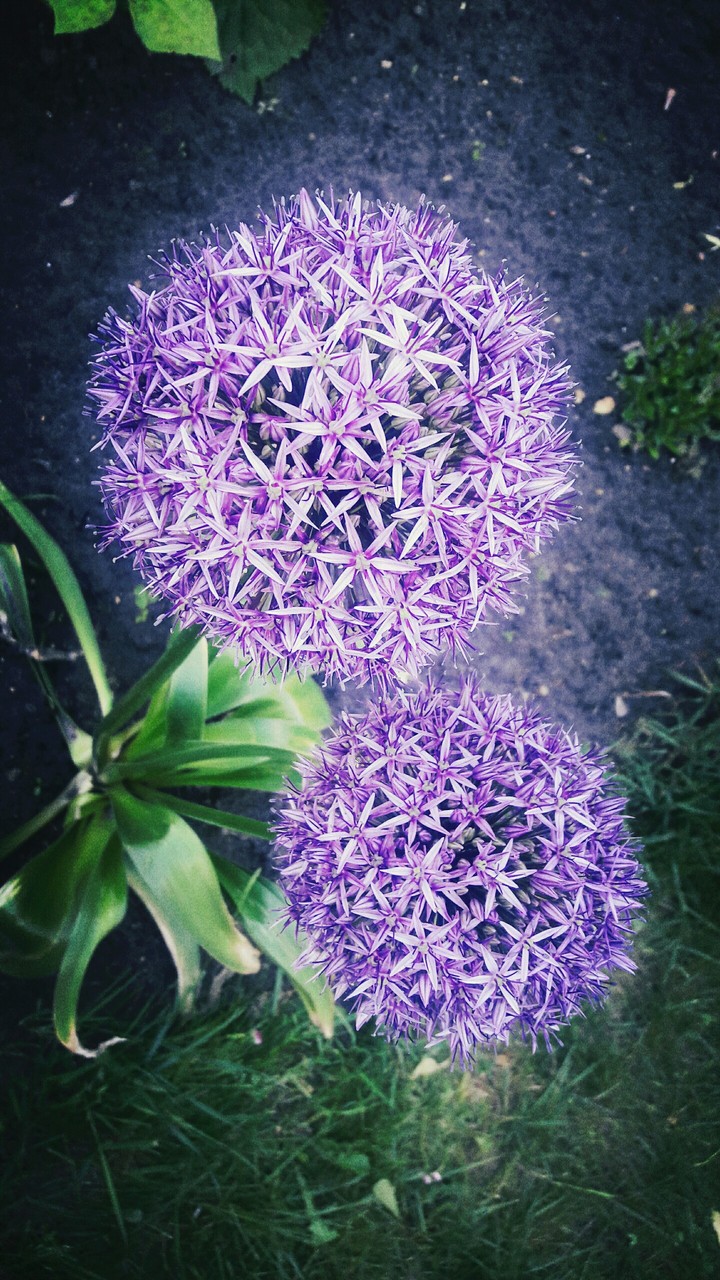 flowers
