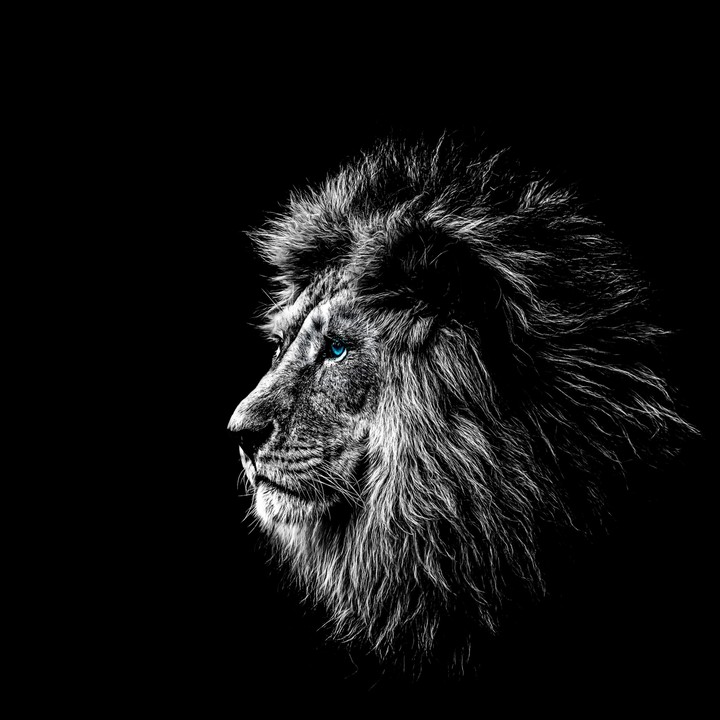 Lion with blue eyes.
