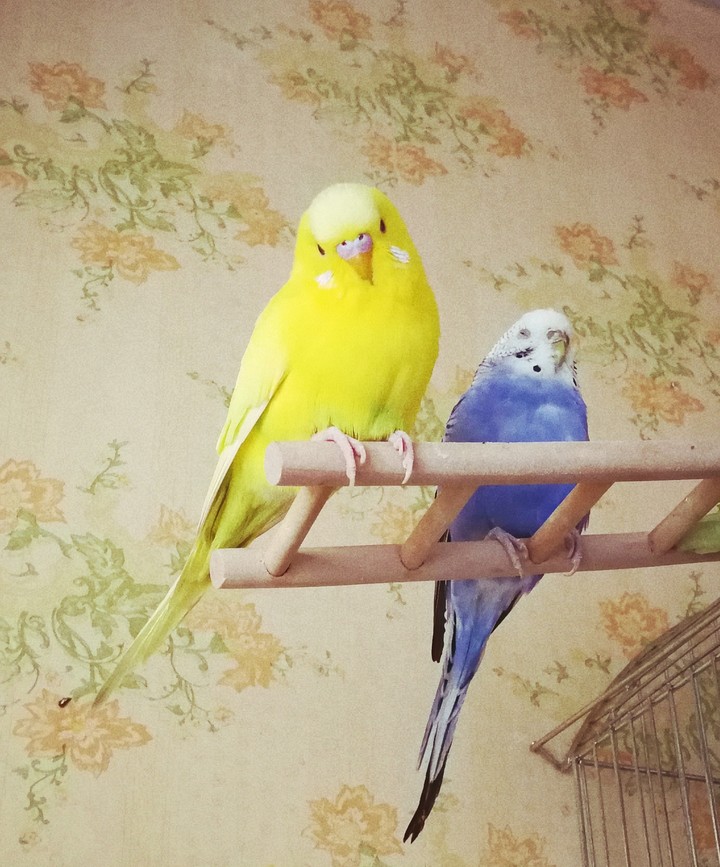 Little birbs