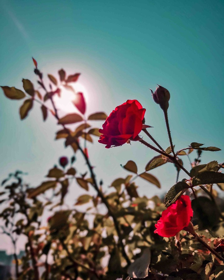 flower