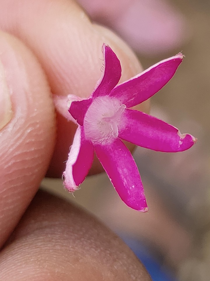 close view of a tiny flower