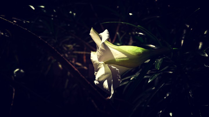 photography