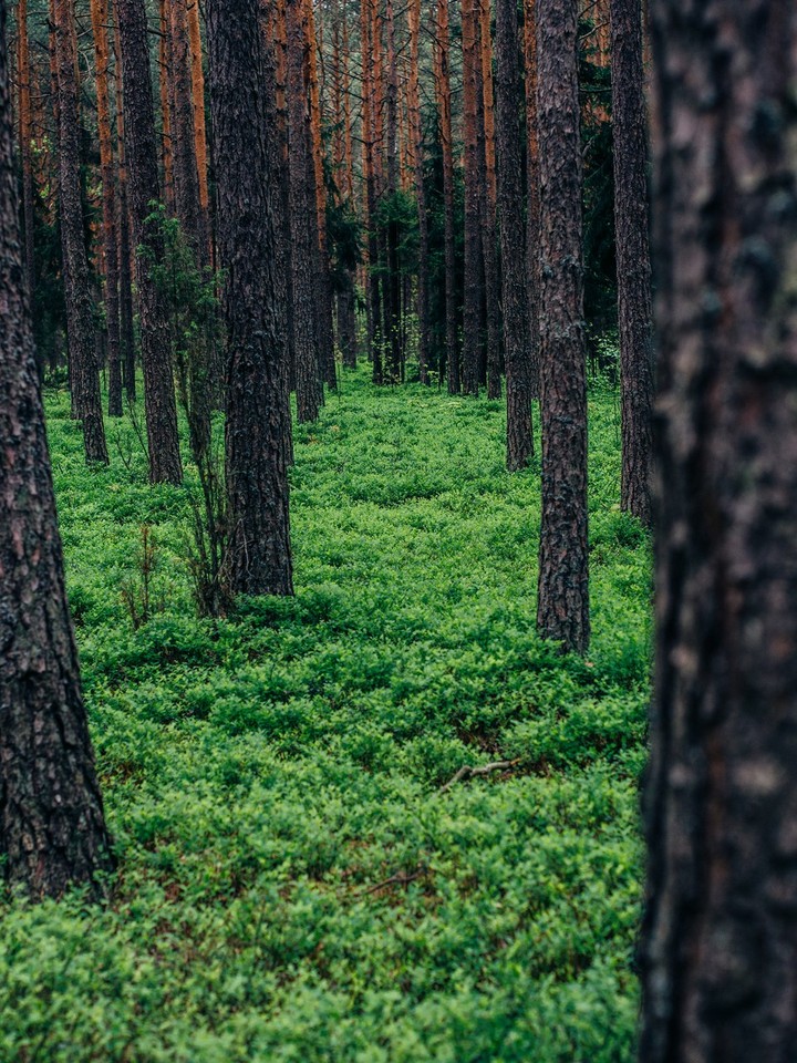 #wood