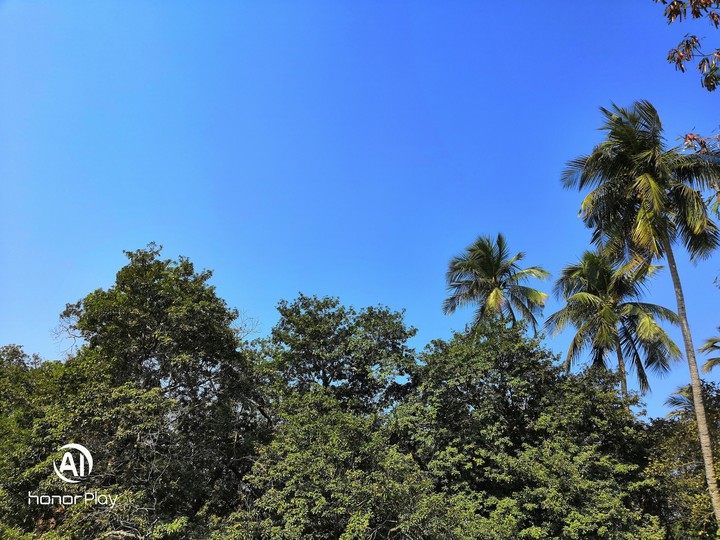 Blue sky with beautiful tree