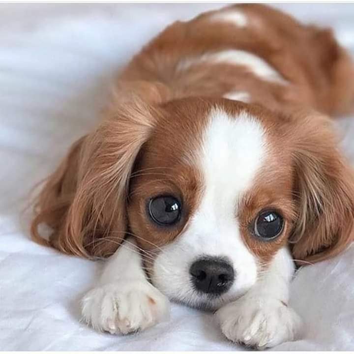 cute ouppy..........♥️♥️♥️♥️