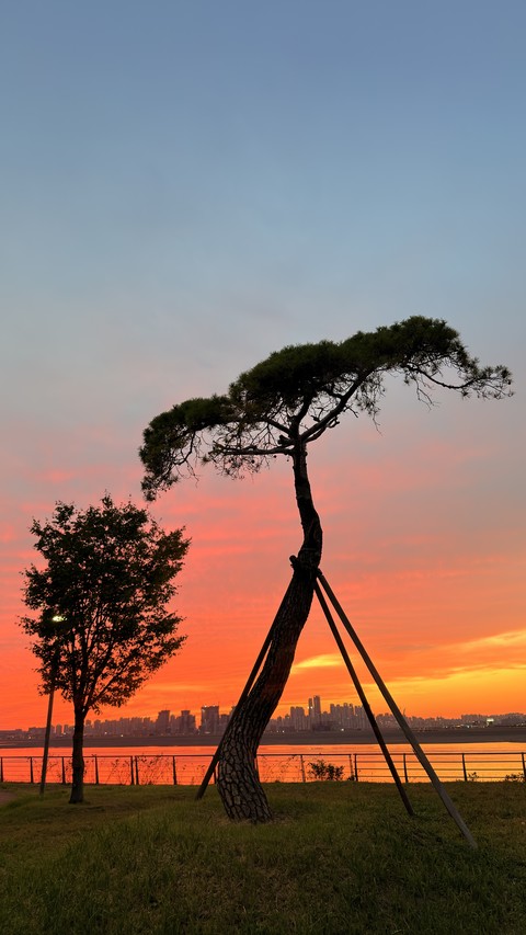 Sky, Branch, Nature