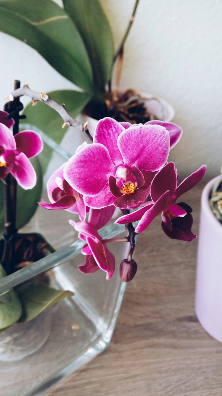 Orchidee
