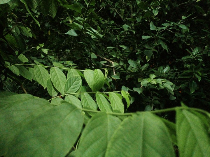jungle