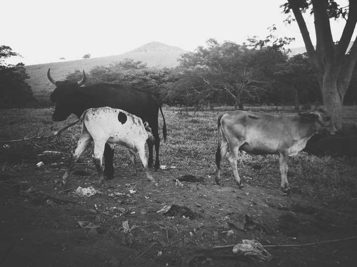 bizerrinho mamando na vaca