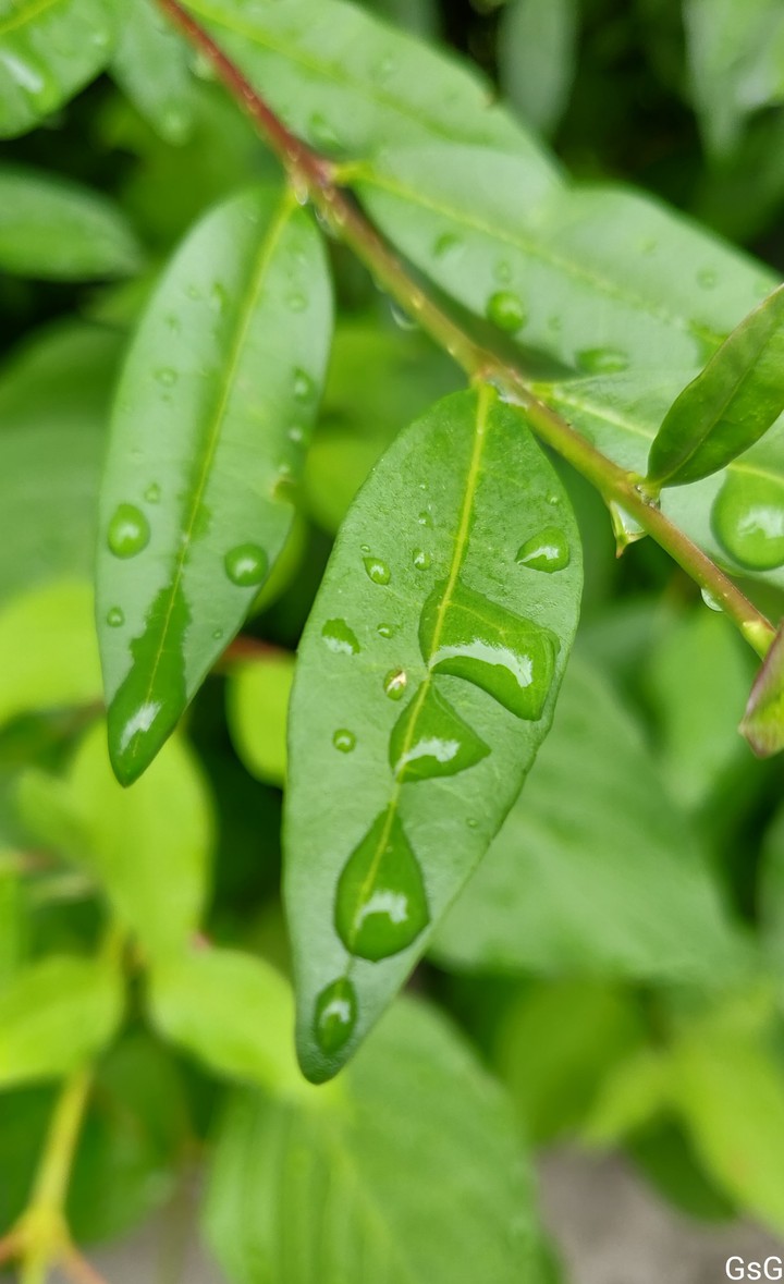 Rain drops on plant leaf