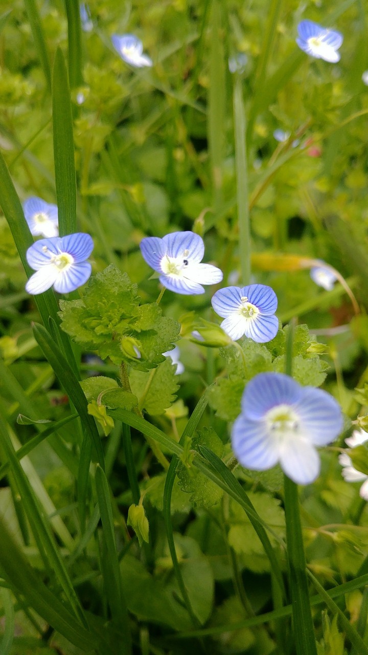Little blue flower..