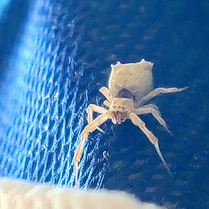 spider