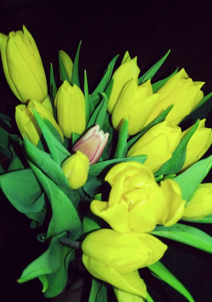 Tulips